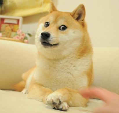 chatdoge
